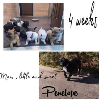 Dachshund and Pit Bull Terrier Dogs Available for Adoption - Penelope | PetCurious