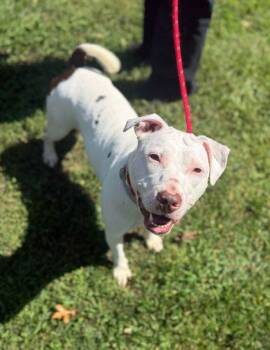 Angel -  Pit Bull Terrier Dog for Adoption in Reisterstown, Maryland - Angel | PetCurious