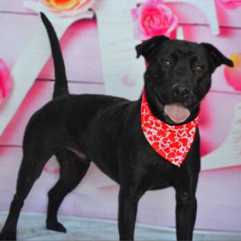 Rescue Black Labrador Retriever and Pit Bull Terrier Dogs for Adoption in Austin, Texas - Evan Aka Quint JuM | PetCurious