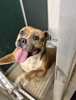 Pit Bull Terrier Dogs Available for Adoption in Killeen, Texas - RENAE | PetCurious