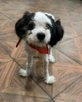 Hop Scotch -  Poodle Dog for Adoption in Houston, Texas - Hop Scotch | PetCurious