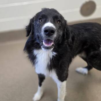 Rescue Great Pyrenees Dogs for Adoption in Chatham, Virginia - Tank | PetCurious