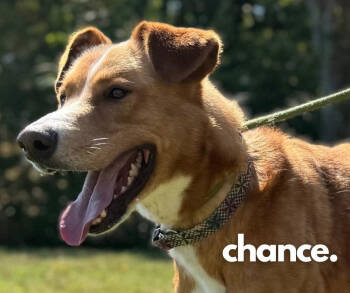 Rescue Mixed Breed Dogs for Adoption in Ashland, Kentucky - Chance | PetCurious