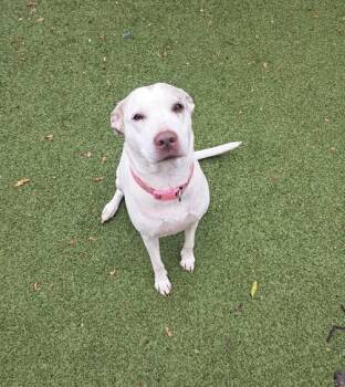 Rescue Labrador Retriever Dogs for Adoption in Binghamton, New York - Sprinkles | PetCurious