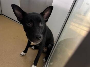 TOLKIEN -  German Shepherd Dog and Labrador Retriever Dog for Adoption in St. Peters, Missouri - TOLKIEN | PetCurious
