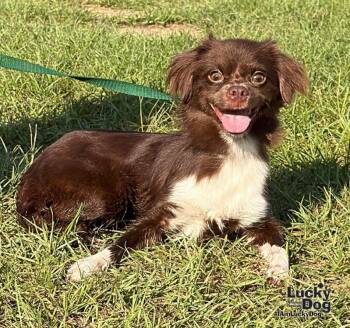 Puddin -  Shih Tzu and Jack Russell Terrier Dog for Adoption in Washington, District Of Columbia - Puddin | PetCurious