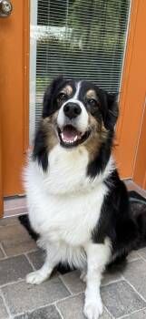 Rescue Australian Shepherd Dogs for Adoption in Ontario, California - Dusty VA | PetCurious