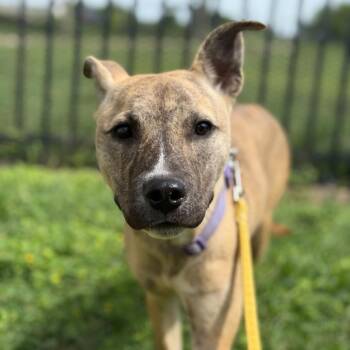 Rain -  Husky and Mixed Breed Dog for Adoption in San Antonio, Texas - Rain | PetCurious