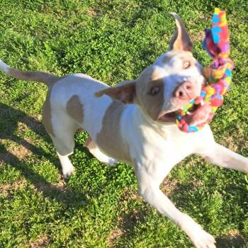Rescue Mixed Breed Dogs for Adoption in Tunica, Mississippi - Lyric | PetCurious