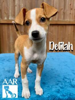 Delilah -  Dachshund and Terrier Dog for Adoption in Magnolia, Texas - Delilah | PetCurious