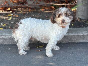 Mikki -  Havanese and Poodle Dog for Adoption in Palo Alto, California - Mikki | PetCurious