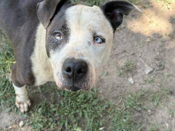 JANGO -  Pit Bull Terrier Dog for Adoption in Tulsa, Oklahoma - JANGO | PetCurious