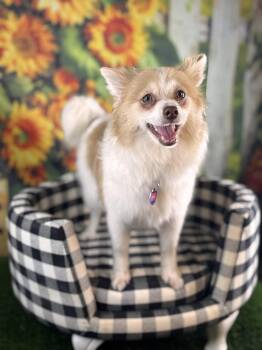 Ruffles -  Pomeranian Dog for Adoption in Garland, Texas - Ruffles | PetCurious