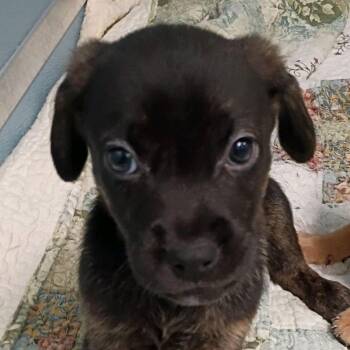 Trigger -  Mixed Breed Dog for Adoption in Uniontown, Pennsylvania - Trigger | PetCurious