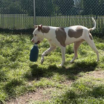 American Staffordshire Terrier Dogs Available for Adoption in Mansfield, Texas - Love | PetCurious