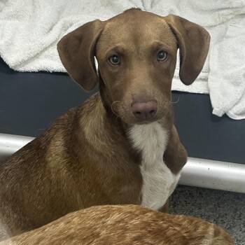 LALA -  Mixed Breed Dog for Adoption in Richmond, California - LALA | PetCurious