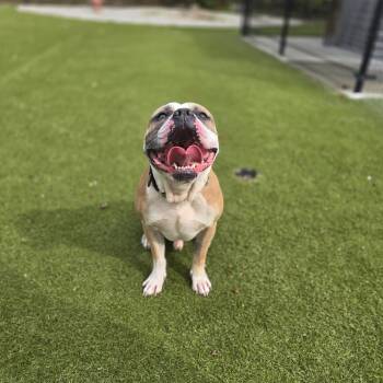 Rescue American Bully Dogs for Adoption - Johnny Cash | PetCurious