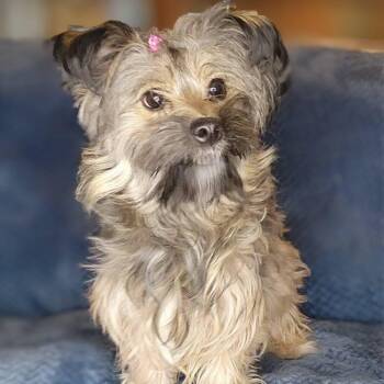 Maltese Dogs Available for Adoption in Oroville, Washington - Celeste | PetCurious