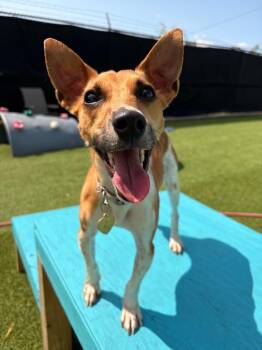 Jimothy -  Jack Russell Terrier and Rat Terrier Dog for Adoption in Detroit, Michigan - Jimothy | PetCurious