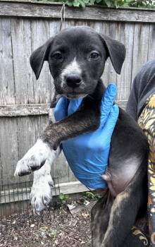 Prince -  Australian Cattle Dog Blue Heeler and Australian Shepherd Dog for Adoption in Bull Valley, Illinois - Prince | PetCurious
