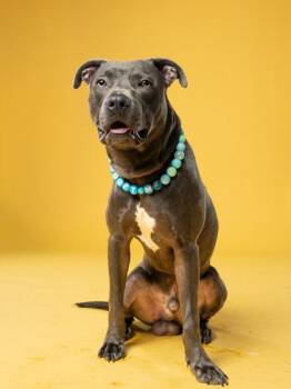 Mudflap -  Mixed Breed Dog for Adoption in Atlanta, Georgia - Mudflap | PetCurious