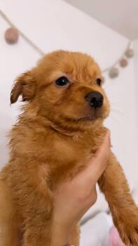 Archie -  Mixed Breed Dog for Adoption in Gainesville, Virginia - Archie | PetCurious