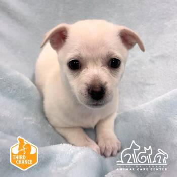DOT -  Chihuahua and Mixed Breed Dog for Adoption in Irvine, California - DOT | PetCurious