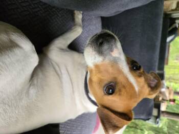 Rescue Jack Russell Terrier Dogs for Adoption in Friendship, New York - Scout | PetCurious