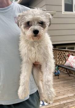 Rescue Schnauzer and Poodle Dogs for Adoption in Boulder, Colorado - Jake | PetCurious