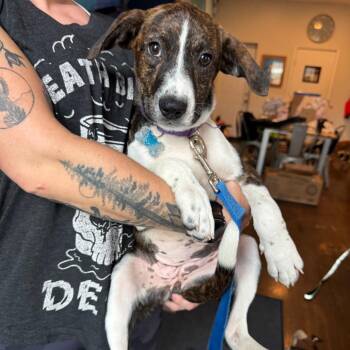 Terry -  Mountain Cur and Mixed Breed Dog for Adoption in Chicago, Illinois - Terry | PetCurious