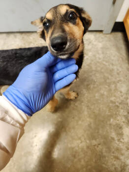 Rescue Shepherd and Mixed Breed Dogs for Adoption in Lockhart, Texas - Fire | PetCurious