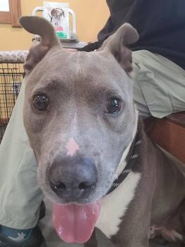 Keko -  Pit Bull Terrier Dog for Adoption in Lawrenceburg, Tennessee - Keko | PetCurious