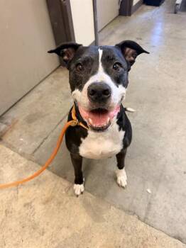 TIP -  Pit Bull Terrier Dog for Adoption in Ontario, California - TIP | PetCurious