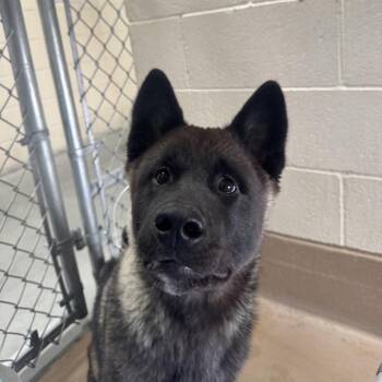 Akita Dogs Available for Adoption in Reno, Nevada - Grapefruit | PetCurious