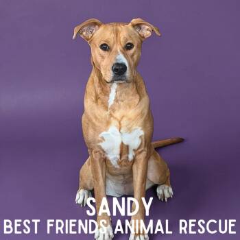 Sandy -  Pit Bull Terrier and Labrador Retriever Dog for Adoption in Wasilla, Alaska - Sandy | PetCurious