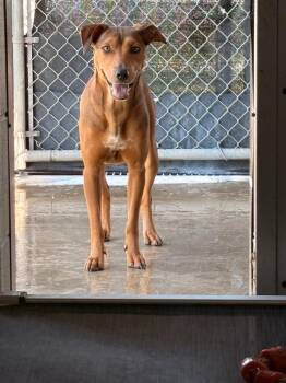 chicken -  Mixed Breed and Black Mouth Cur Dog for Adoption in Rensselaer, Indiana - Chicken | PetCurious