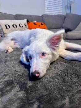 Spirit -  Australian Shepherd Dog for Adoption in Grove City, Ohio - Spirit | PetCurious