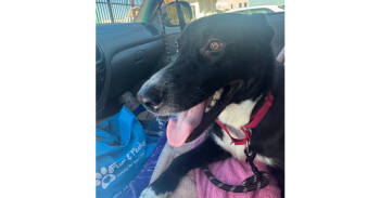 Rescue Border Collie and Shepherd Dogs for Adoption in Naperville, Illinois - Remmy | PetCurious