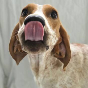 Belle -  Coonhound Dog for Adoption in Franklin, North Carolina - Belle | PetCurious