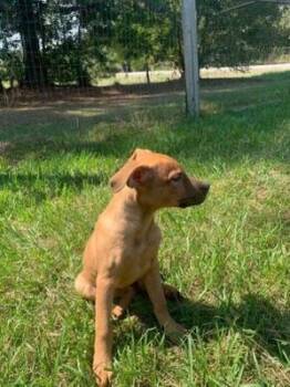 Koda -  Hound Dog for Adoption in Medfield, Massachusetts - Koda | PetCurious