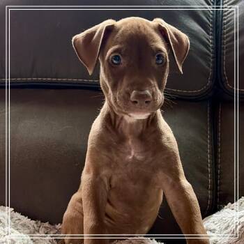 Calypso -  American Staffordshire Terrier and Doberman Pinscher Dog for Adoption in Chandler, Arizona - Calypso | PetCurious