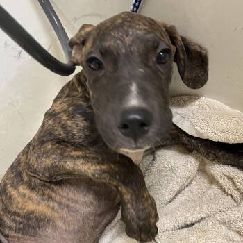 Dipper -  Cane Corso and Mixed Breed Dog for Adoption in Palestine, Texas - Dipper | PetCurious