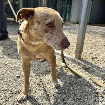 Catahoula Leopard Dog Dogs Available for Adoption - Expresso | PetCurious