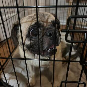 Francisco *Arriving 8/22/2026* D12147 -  Pug Dog for Adoption - Francisco *Arriving 8/22/2026* D12147 | PetCurious