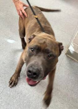 Rescue Mixed Breed Dogs for Adoption in Hobart, Indiana - Blueberry | PetCurious