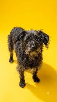 GRILLART -  Mixed Breed Dog for Adoption in Jacksonville, Florida - GRILLART | PetCurious