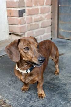 Charlie -  Dachshund Dog for Adoption in Tucson, Arizona - Charlie | PetCurious