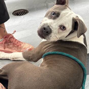 Bruno FKA Sunny Side -  Mixed Breed Dog for Adoption in Philadelphia, Pennsylvania - Bruno FKA Sunny Side | PetCurious
