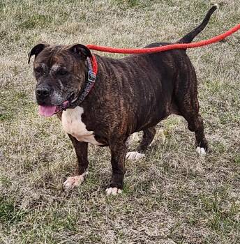 Rescue Staffordshire Bull Terrier Dogs for Adoption in Le Mars, Iowa - Rocky | PetCurious