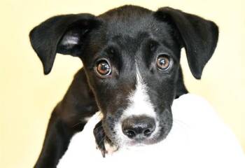 PONCE -  Labrador Retriever and Mixed Breed Dog Available for Adoption in Fort Lauderdale, Florida - PONCE | PetCurious